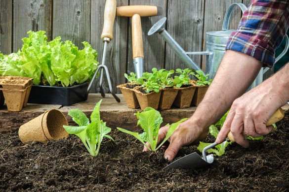 What are the 10 golden tips that every successful walnut gardener should know?