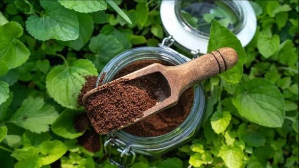 تفاله قهوه برای چه گیاهانی مضر است